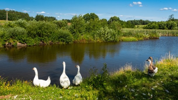 Gospodarstwo Eulalii - zdjęcie 17