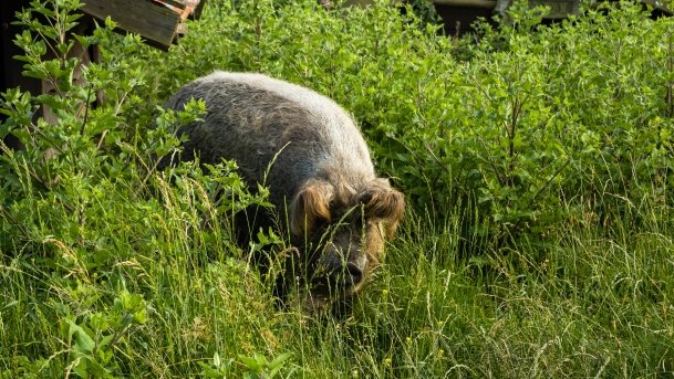 Gospodarstwo Eulalii - zdjęcie 13