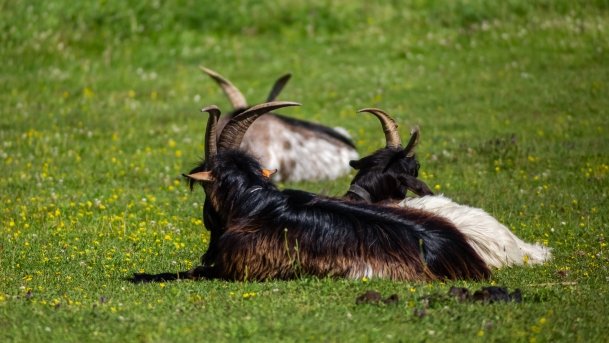 Gospodarstwo Eulalii - zdjęcie 12
