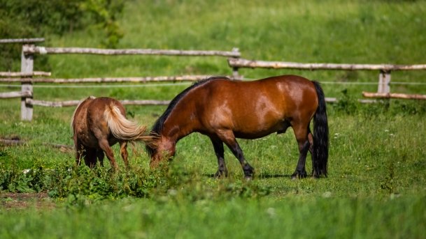 Gospodarstwo Eulalii - zdjęcie 10