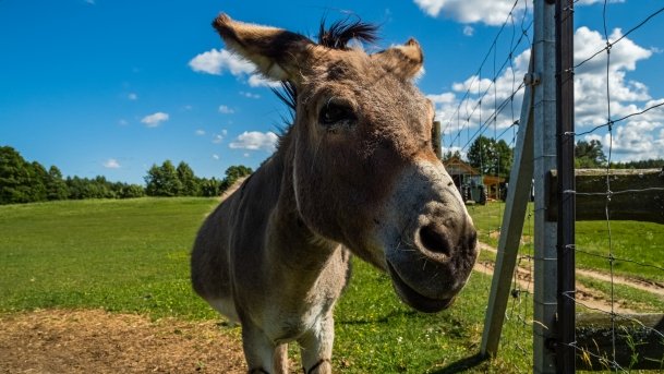 Gospodarstwo Eulalii - zdjęcie 9