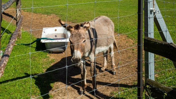 Gospodarstwo Eulalii - zdjęcie 7