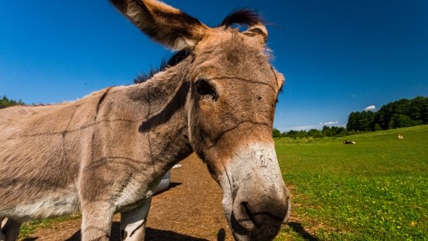 Gospodarstwo Eulalii - zdjęcie 5