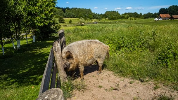 Gospodarstwo Eulalii - zdjęcie 4