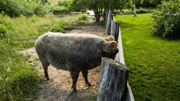 Gospodarstwo Eulalii - zdjęcie 2