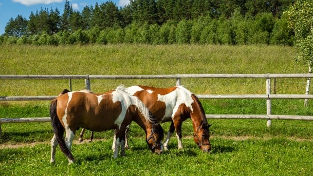 Gospodarstwo Eulalii - zdjęcie 1