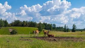 Zoo Safari - Okrągłe 2020