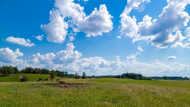 Zoo Safari - zdjęcie 63