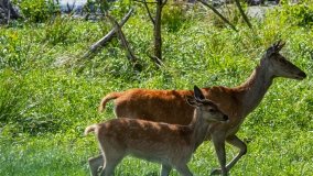 Zoo Safari - Okrągłe 2020