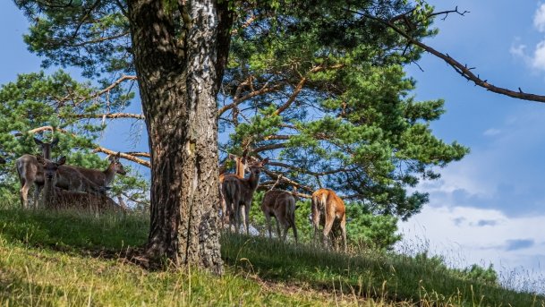 Zoo Safari - zdjęcie 61