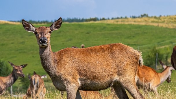 Zoo Safari - zdjęcie 60