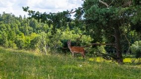 Zoo Safari - Okrągłe 2020