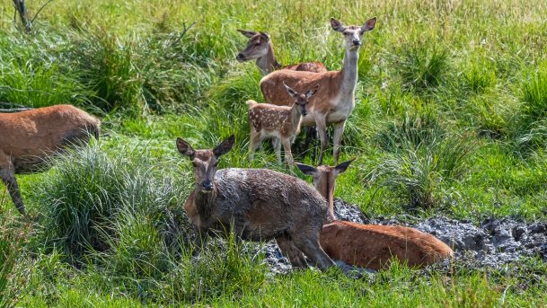 Zoo Safari - zdjęcie 58