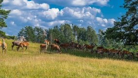 Zoo Safari - Okrągłe 2020