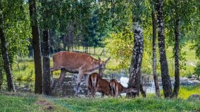 Zoo Safari - Okrągłe 2020