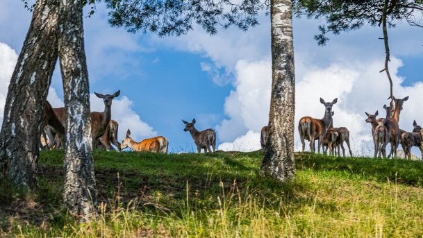 Zoo Safari - zdjęcie 53