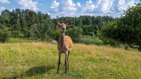 Zoo Safari - Okrągłe 2020