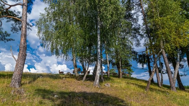 Zoo Safari - zdjęcie 49