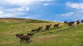 Zoo Safari - Okrągłe 2020