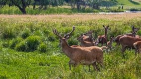 Zoo Safari - Okrągłe 2020