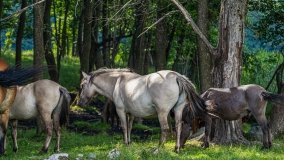 Zoo Safari - Okrągłe 2020