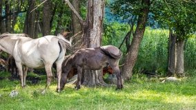 Zoo Safari - Okrągłe 2020