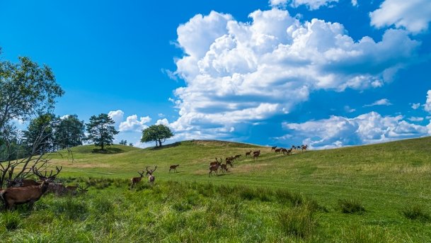 Zoo Safari - zdjęcie 44