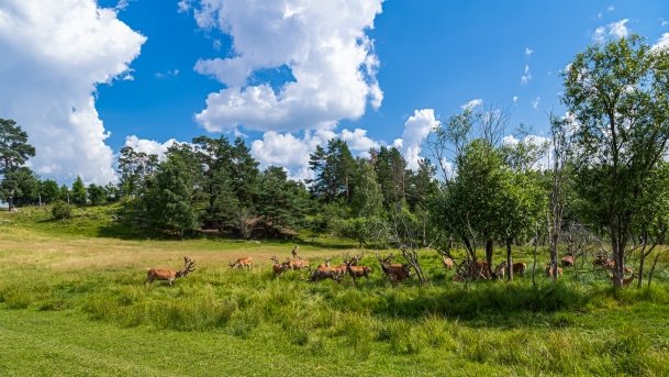 Zoo Safari - zdjęcie 42