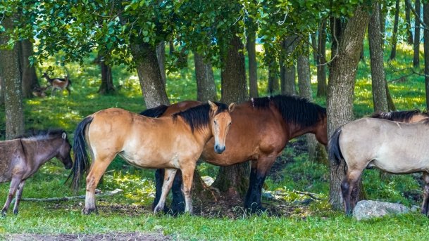 Zoo Safari - zdjęcie 41