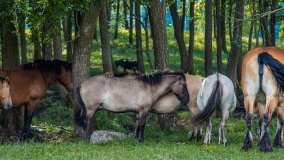 Zoo Safari - Okrągłe 2020