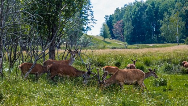 Zoo Safari - zdjęcie 39