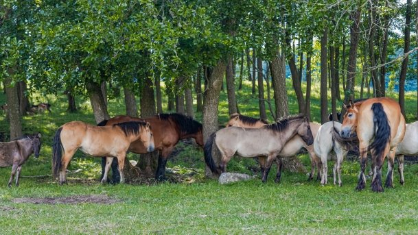 Zoo Safari - zdjęcie 36