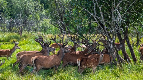 Zoo Safari - zdjęcie 35