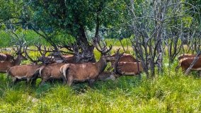 Zoo Safari - Okrągłe 2020