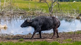 Zoo Safari - Okrągłe 2020