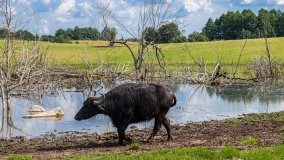 Zoo Safari - Okrągłe 2020