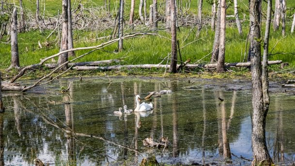 Zoo Safari - zdjęcie 27