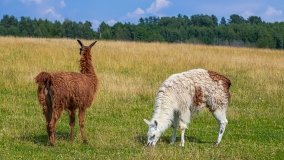 Zoo Safari - Okrągłe 2020