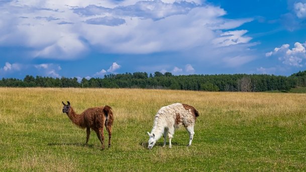 Zoo Safari - zdjęcie 22