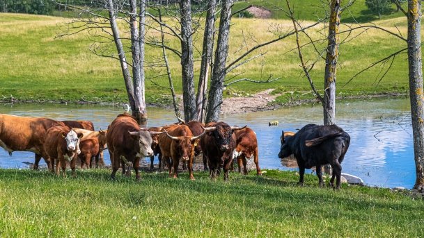 Zoo Safari - zdjęcie 19