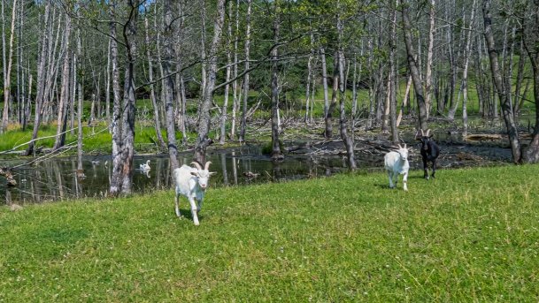 Zoo Safari - zdjęcie 16