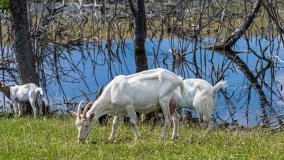 Zoo Safari - Okrągłe 2020