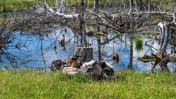 Zoo Safari - zdjęcie 14