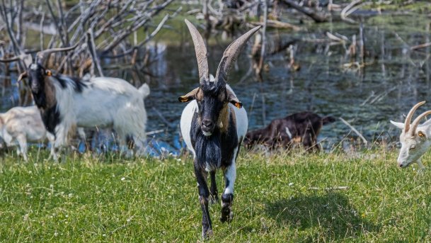 Zoo Safari - zdjęcie 13