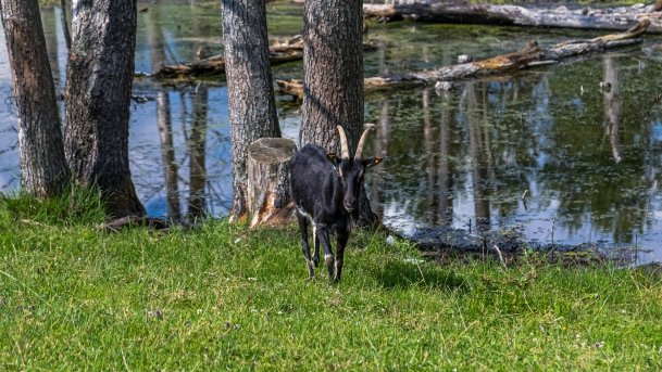 Zoo Safari - zdjęcie 12