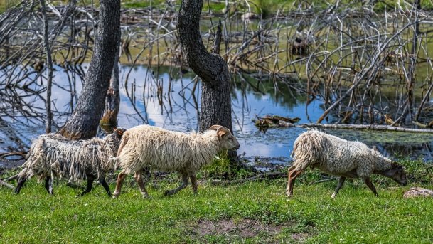 Zoo Safari - zdjęcie 11