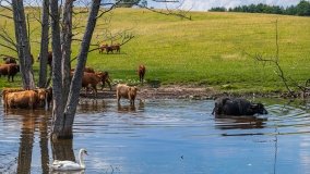 Zoo Safari - Okrągłe 2020