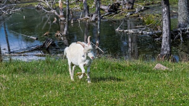 Zoo Safari - zdjęcie 9
