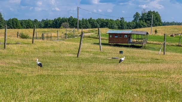 Zoo Safari - zdjęcie 7