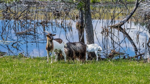 Zoo Safari - zdjęcie 6